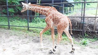 立てなかった赤ちゃんキリン「はぐみ」 装具の力で一歩ずつ前進 - YouTube