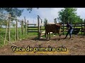 Novilha de primeira cria perdeu o Bezerro, Tive que esgotar.