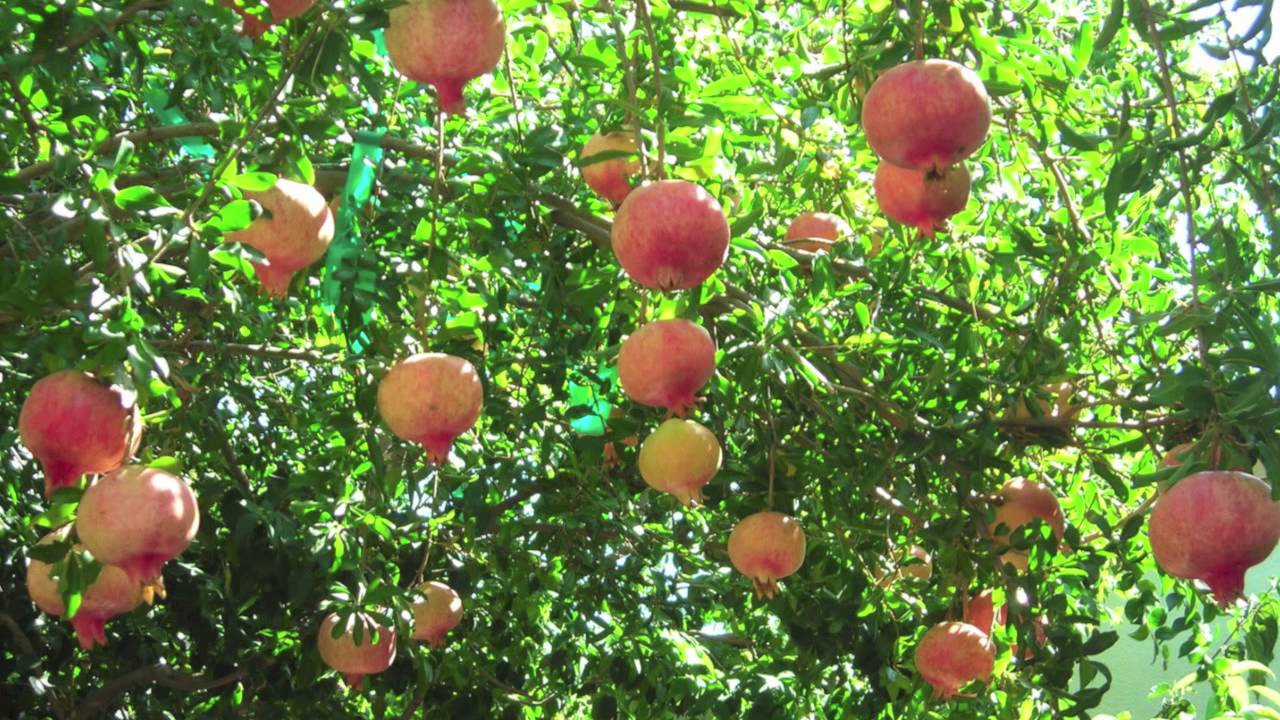 Trees For Sale Cheap Online YouTube