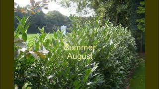 Prunus Gorisgold Timeline 5