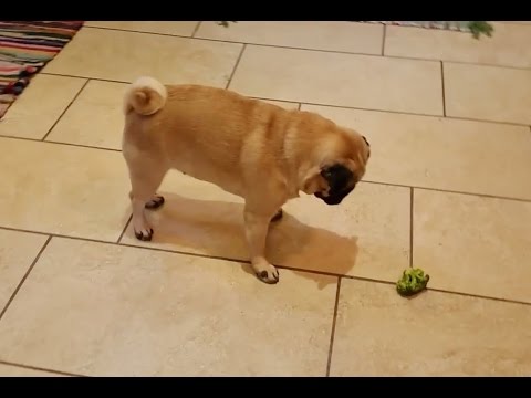 Dogs vs. Broccoli