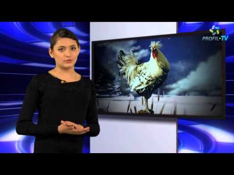 Как петухи предсказывают погоду?