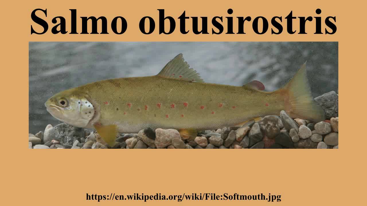 Salmo obtusirostris