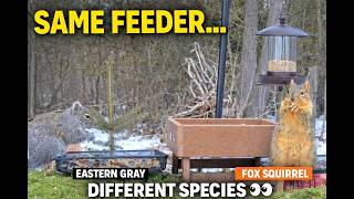 Two Squirrels, One Feeder… But They’re Not the Same 👀🐿️