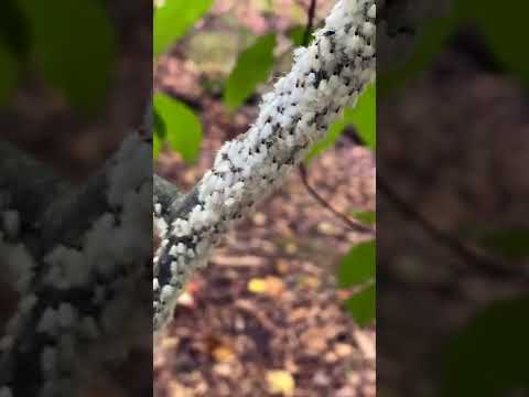 Is Beech Blight Caused By Beetles