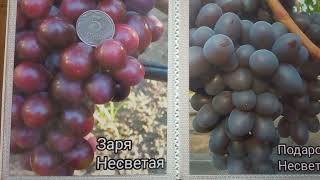 🍇Сорта винограда Зоря Несветая и Подарок Несветая🍇6 декабря 2023 г.