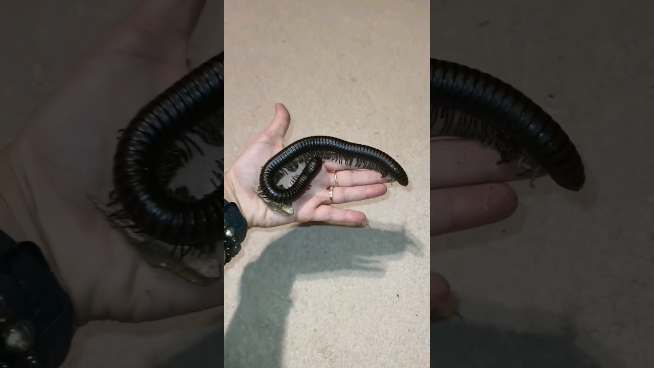 Изменения кивсяка из яйца до взрослого за 3 года