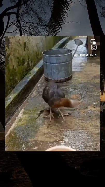 😳 Ayam dugem? Ayam pusing? Ayam drama? #shortslaughs #shorts #animals #chicken