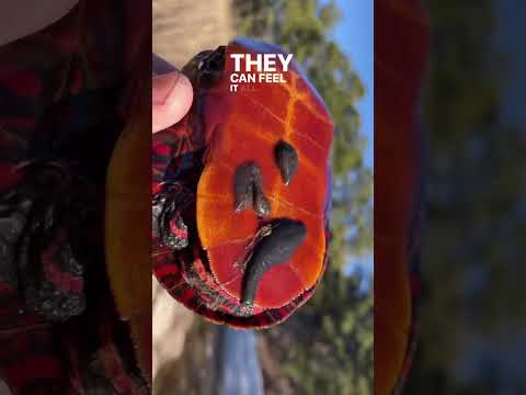 Video: Poți obține scute din uciderea țestoaselor?