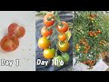 スーパーで買ったミニトマトを種から育てる /  How to grow cherry tomatoes from store bought cherry tomatoes to harvest