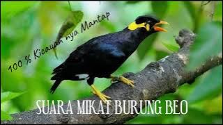 DIJAMIN DATANG...!!! SUARA BURUNG BEO COCOK UNTUK MIKAT atau PIKAT