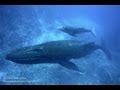 ザトウクジラの親子に遭遇した瞬間！／Mum and Baby of Humpback Whale