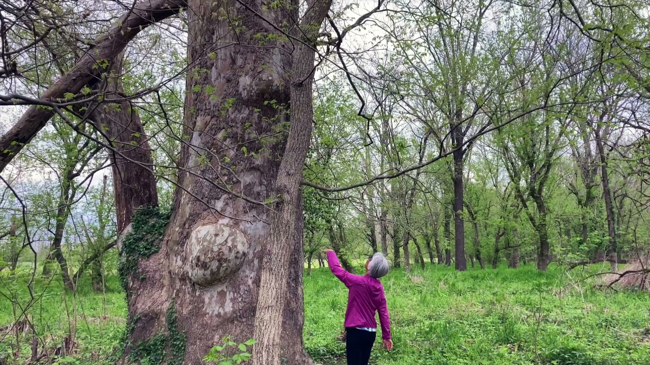 VALLEY OF THE GIANTS TRAIL HIKING TRAIL
