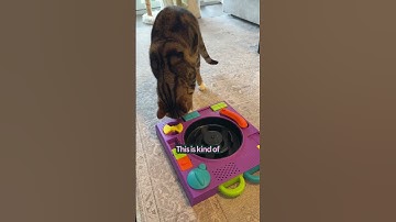 Can Cats Solve Level 3 Cat Toys?  | The Pack