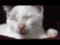 ごきげんな子猫。こたつを満喫、抱っこされて大あくび