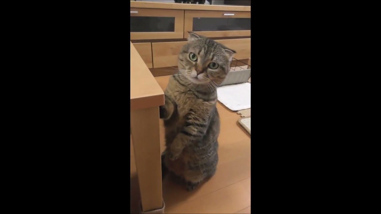 Short-Leg Cute Cat, Munchkin, Stands and Looks Around（りんたんこけし、うねうね）