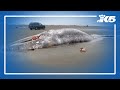 Gray whale strandings up to 30