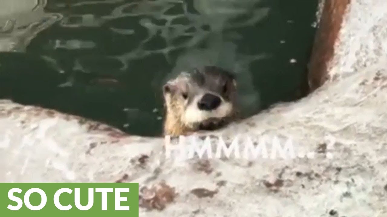 Orphaned otters in Texas totally bewildered by first ice experience