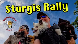 Sturgis Motorcycle Rally - Dogs on Motorcycles