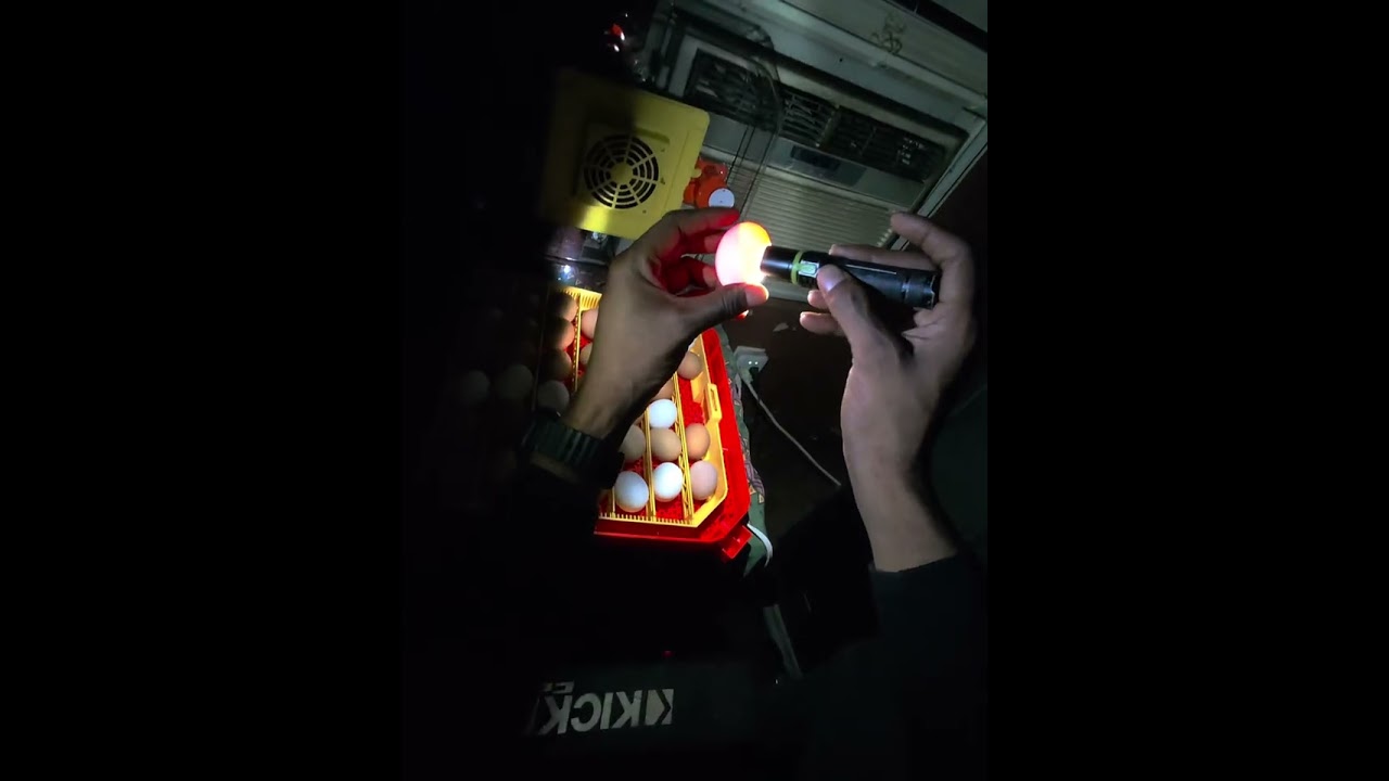 Candling eggs from our Lebenwell-48 incubator