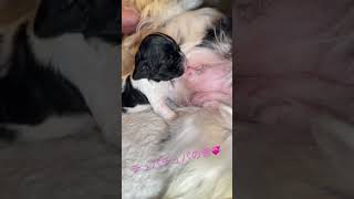 Cocker puppy girl’s sucking sound is So cute  #puppy #puppydog #子犬 #cute #doglovers #cockerspaniel