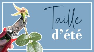 La taille d'été des rosiers correcte pour obtenir plus de roses !