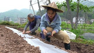 全家出动种西瓜，忙完农活做了一道美食，好吃得眉毛差点掉了