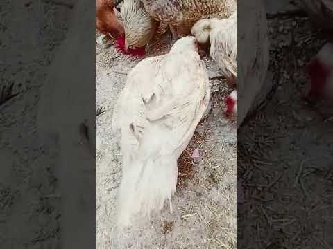 دكرالبط طفش مني ههههه تربية الطيور اكسبلور 