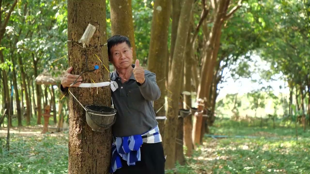 กยท. ปลื้ม ชาวสวนยางยกนิ้ว น้ำหมักชีวภาพปลาหมอคางดำ คุณภาพดี ใช้แล้วช่วยให้น้ำยางเยอะ