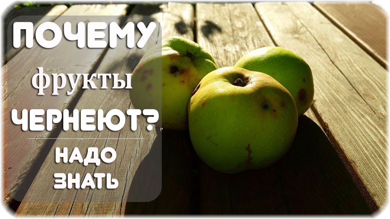 Почему фрукты быстрее спеют в темноте