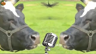 FUNNY COW DANCE 40 |  FUNNY COW SONG & FUNNY  COW  DANCE | CUTE COW  COWS MUSIC