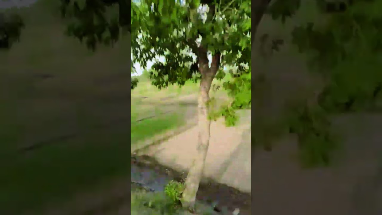 beauty of the earth #shortvideo #beuaty #song #nature #travel #love $#vlog