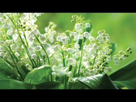 How to plant bare root Lily of the Valley