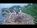 2023-06-09 Morning stick antics! | Boulder County Osprey Cam