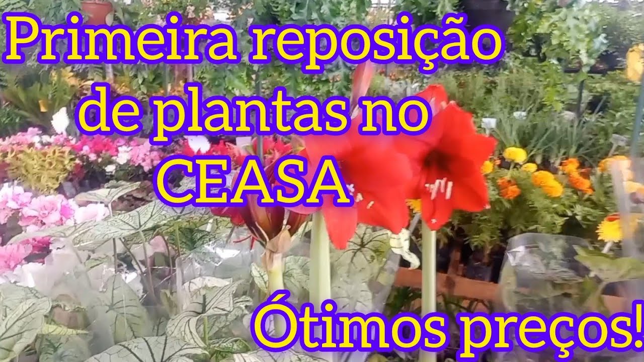 CEASA. Confira os preços que estão em promoção!