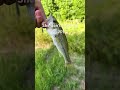She wanna BIG DAWG!!! #fishing #fish #bassfishing #shorts #fyp