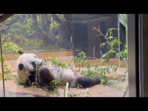 今日は都民の日で入園無料❗️パパの所も大行列🐼😁 10月1日 ueno zoo panda