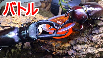 カブトムシvsクワガタ