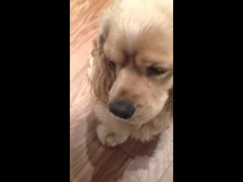 Guilty Puppy in Trash. Gives The Cute Puppy Dog Eyes