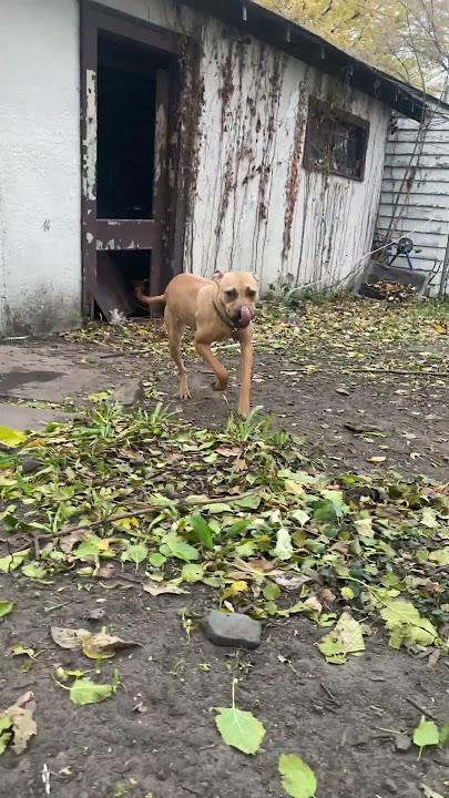 Breakbred’s Nefertiti