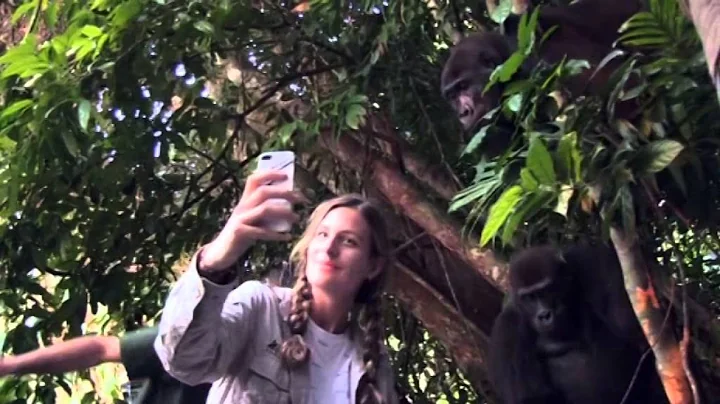 Tansy Aspinall And The Gorillas: Reunited At Last!...
