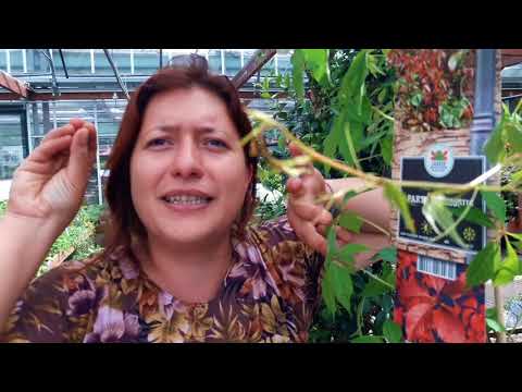 Video: Piantare semi di Boston Ivy - Raccolta di semi di Boston Ivy per la coltivazione