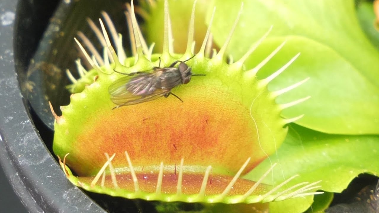 4k Venus Flytrap Vs Fly ハエトリグサがハエを食べる瞬間 食虫植物tv Youtube