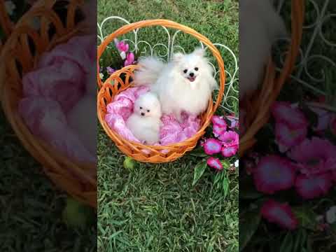 snow white pomeranian puppies sale