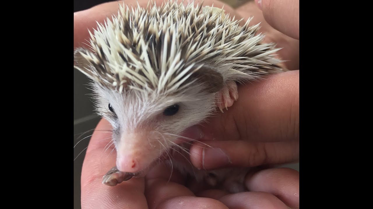 Predators Reptile Center Mesa AZ April 25 - YouTube