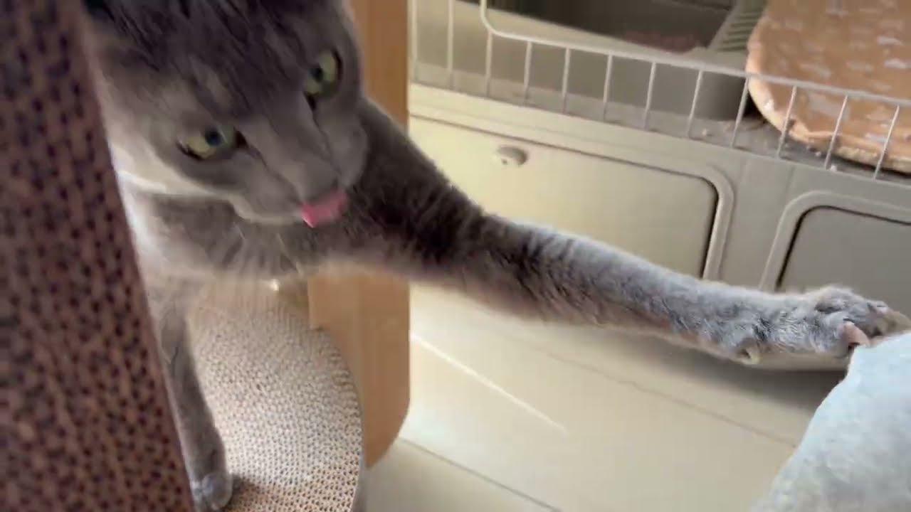 【平和な日常】腹減りねこ！