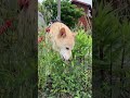 残暑がきついサラダバーに行こう