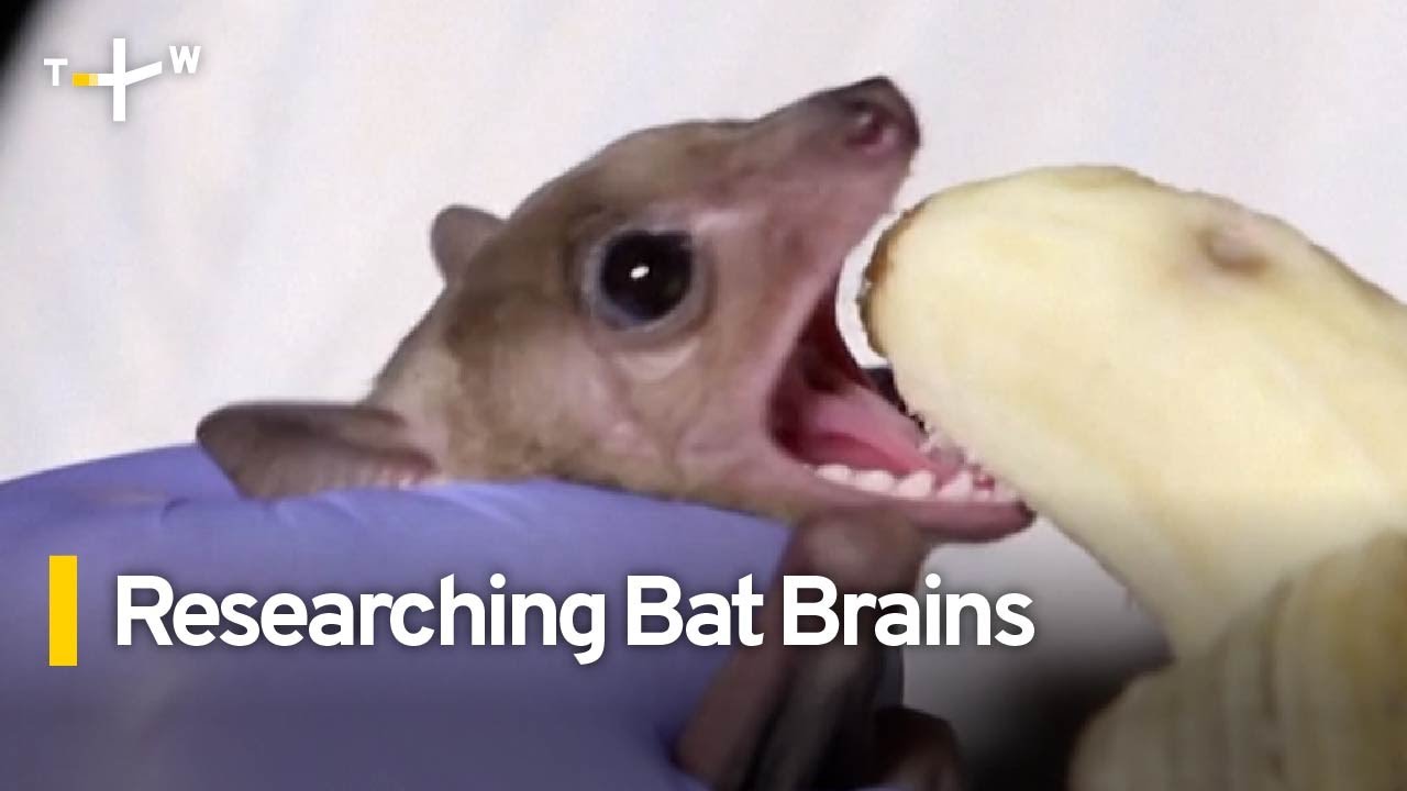 Study on Bat Brains Could Help With Treating Human Brain Disorders｜TaiwanPlus News