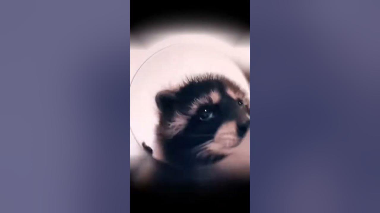 енот педро - YouTube
