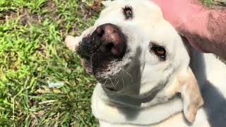 Just a dog in the grass.  